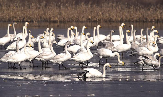 大批天鹅华阴市越冬