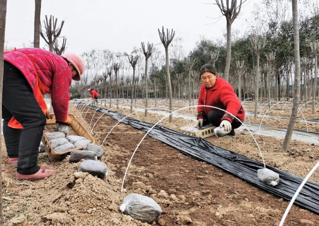 新春走基層·田間地頭話小康 | 袖珍棚里長出“黃金”菌
