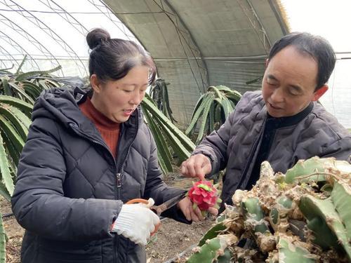 榆陽特色種植成“新寵”種出新年好“錢景”