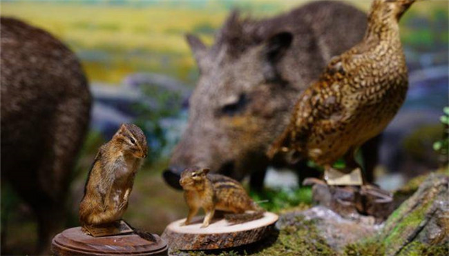 肯尼斯·贝林自然博物馆开馆试运行 9月14日前全价票20元/人