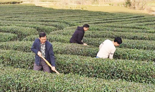 来自决胜全面小康一线的故事 水磨村：最是茶香沁人心