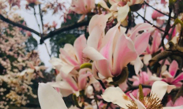 世界唯一！400多岁的古旱莲在陕西绽放