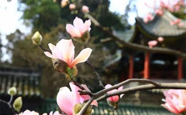 全球唯一！400多歲的古旱蓮開花了