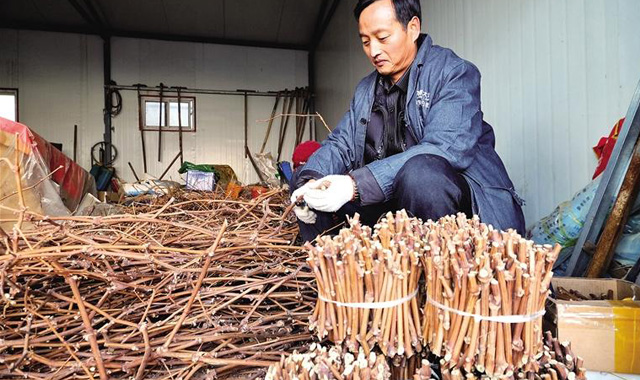 把葡萄种植技术输送到全国各地