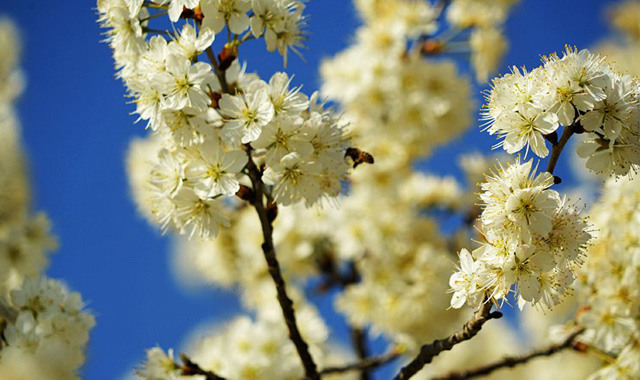 陕西旬阳：千亩樱花迎客来