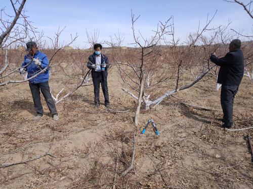 靖边：种桃大户王文章新春里的高兴事