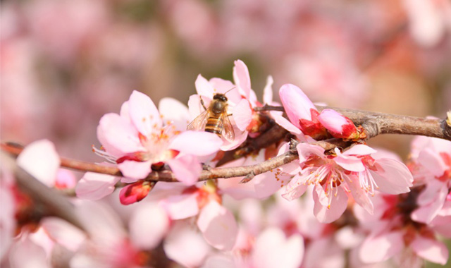 快来宝鸡打卡“花花世界”