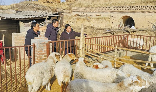 山沟沟里的“科技羊”