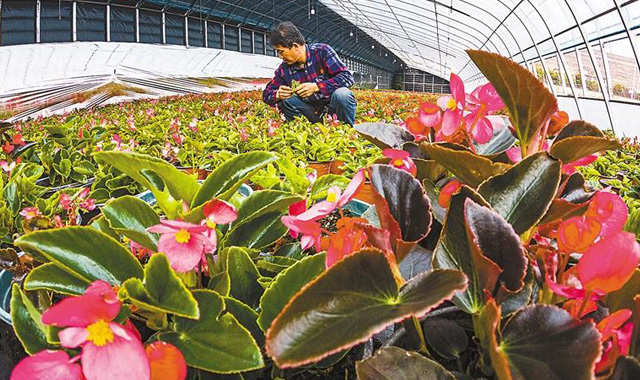 鲜花铺就致富路