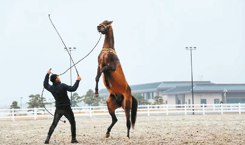 走，到秦汉新城感受“速度与激情”——记者探访十四运马术及小轮车赛场