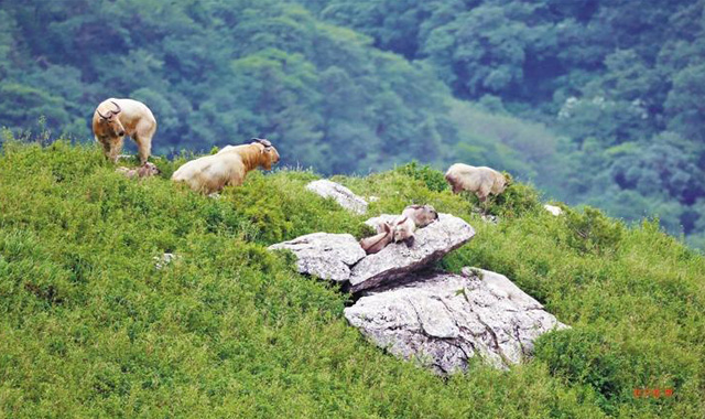 秦岭 羚牛的幸福家园