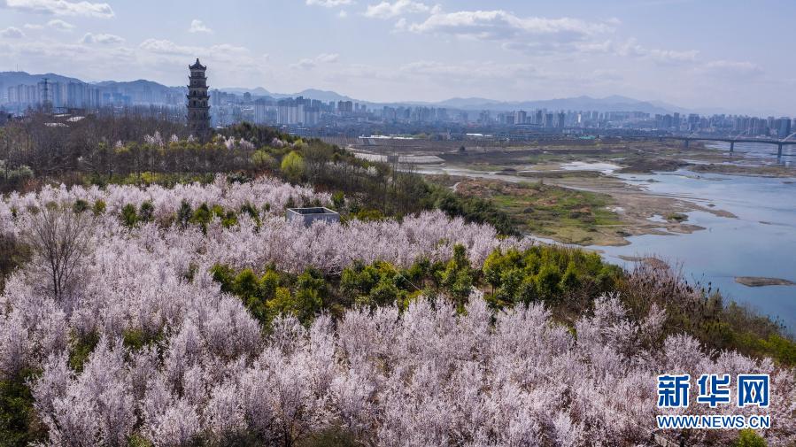 3月3日，汉江之畔的安康市城东新区鲜花盛开（无人机照片）。