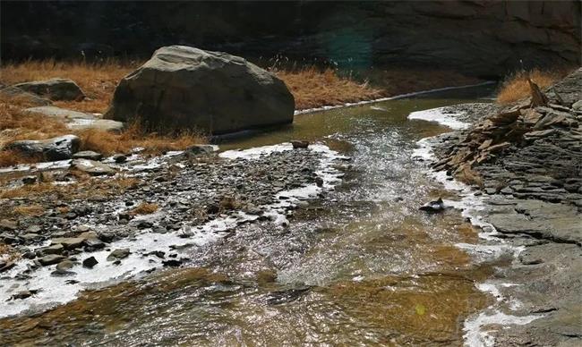 陜北發(fā)現(xiàn)竹類化石！對于研究古氣候環(huán)境具有重要意義