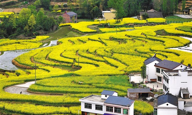 两会聚焦｜接续奋斗 描绘乡村振兴新画卷