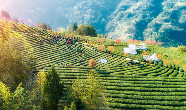 升级为省级标准！紫阳富硒茶6项地方标准修订成功
