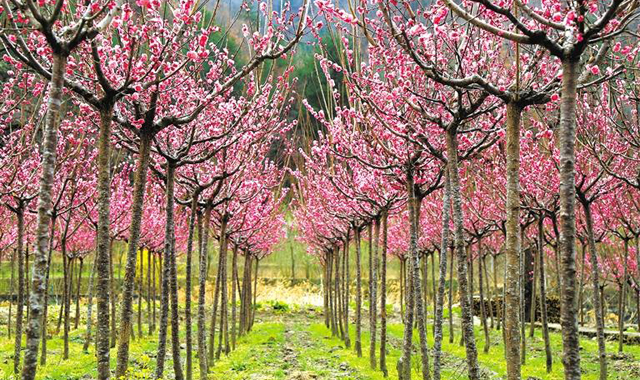 陕西这样开展义务植树40年 4亿人次 年均6000万株