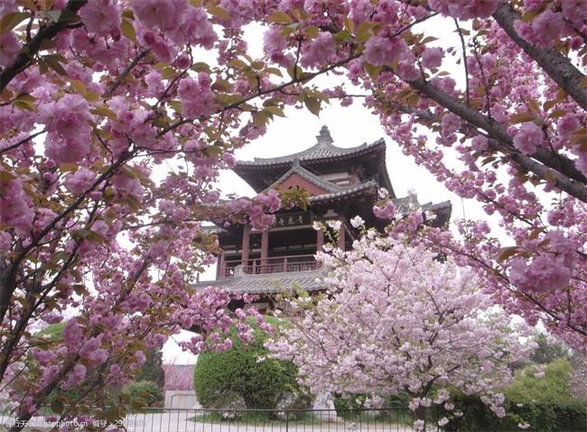 2021全國賞櫻地圖出爐：西安青龍寺近期進入盛花期