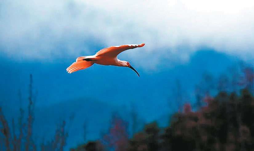 野生朱鹮首次现身留坝城区