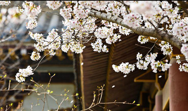春天里的陕西丨西安青龙寺樱花盛开 引市民竞相踏春