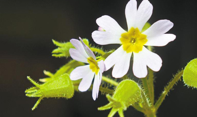 陕西羽叶报春：匿迹百年 “重出江湖”