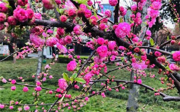 来打卡！西安高新二路樱花逐渐盛开 预计3月底全部开放