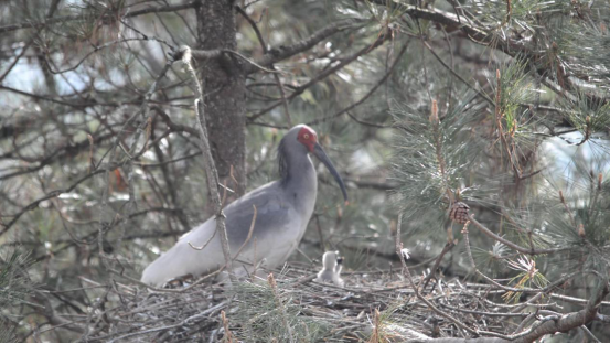 罕见！陕西汉中4只朱鹮宝宝“提前”与大家见面