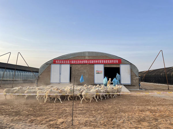 定邊萬只湖羊種羊繁育場引進(jìn)首批湖羊1200只