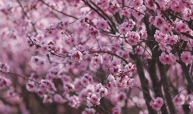 春天里的陕西丨商洛金凤山：红梅花海惹人醉