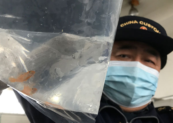 西安海關(guān)首次在入境國(guó)際郵件中截獲活體觀賞魚(yú)