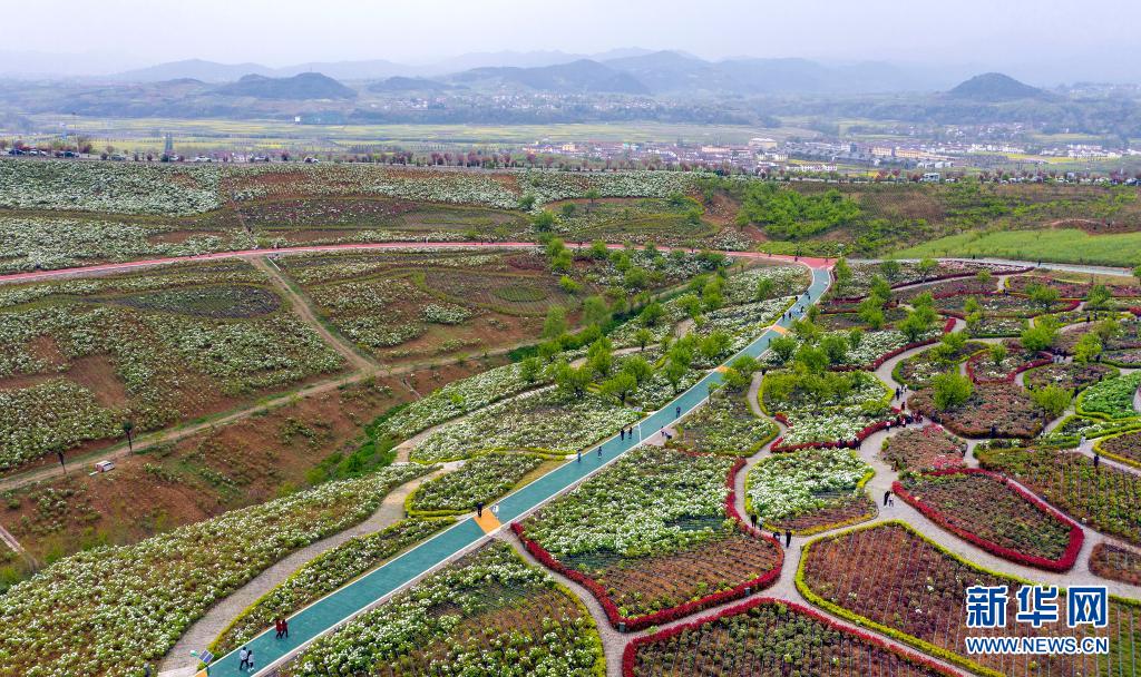 3月30日，游人在洋县朱鹮梨园景区的牡丹园赏花游览（无人机照片）。