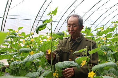 子長大棚蔬菜長勢喜人