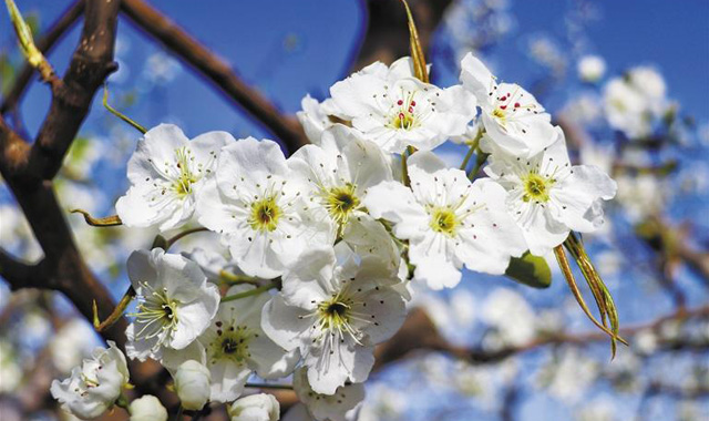 三秦新风貌 春日蒲城：千树万树梨花开
