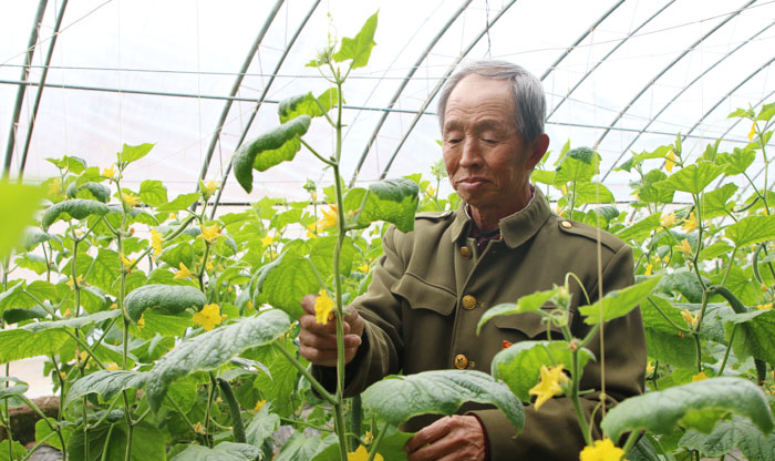 产业园里的增收致富瓜