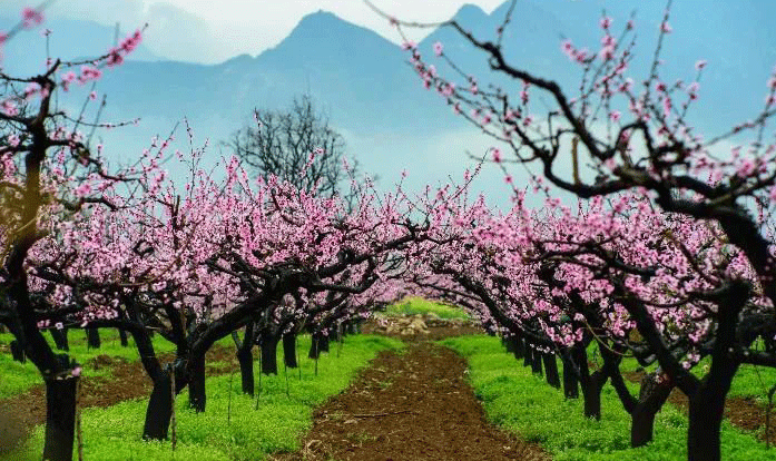 踏青赏花、人文观光……陕西重磅发布12条绝美春季游玩线路