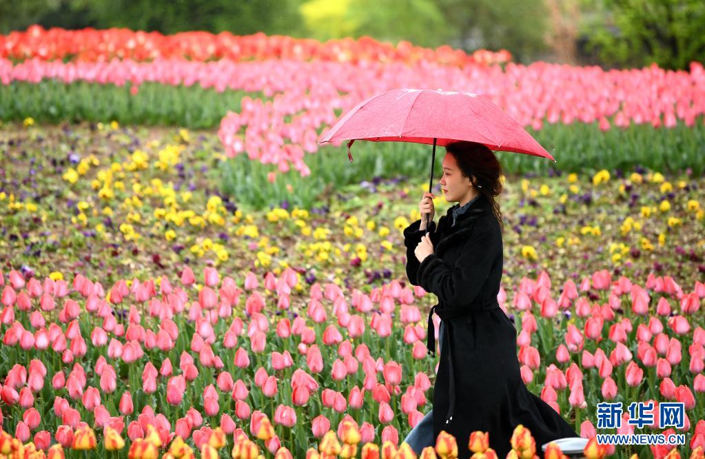 4月1日，游客在西安植物园游玩赏花。