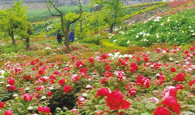 汉中华瑞牡丹开