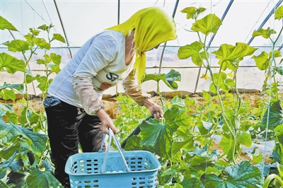 府谷县西尧沟村：大棚春意浓 丰收正当时
