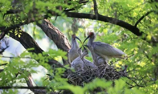 陕西确实太“惯”着你了！只要你自由飞翔就好！