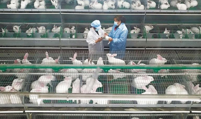 三秦新风貌 智慧养兔助增收