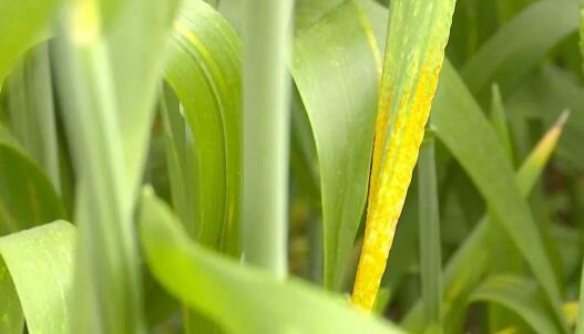 條銹病蟲害已波及陜西省7市 未來15天是關(guān)鍵