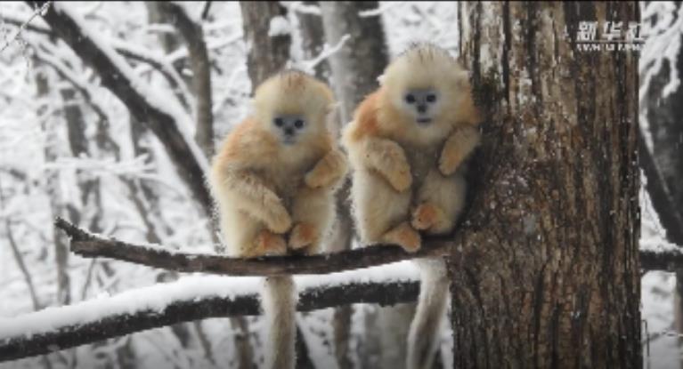 我国科学家发现秦岭金丝猴过冬“秘笈”——贴膘增肥