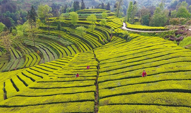 不负春光采茶忙