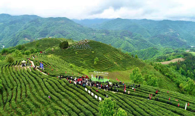 2021中国最美乡村·平利“茶之旅”文化旅游季盛大开幕