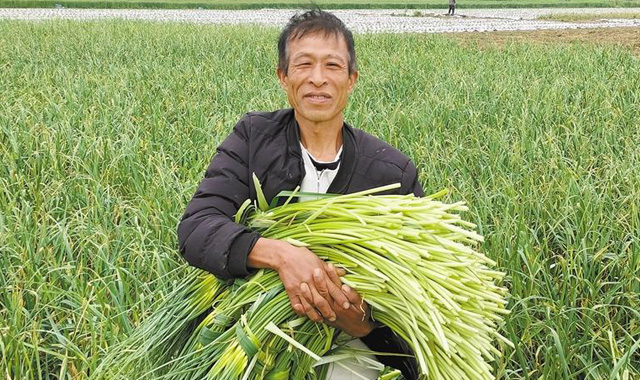 兴平田间地头奏响蒜薹“增收曲”