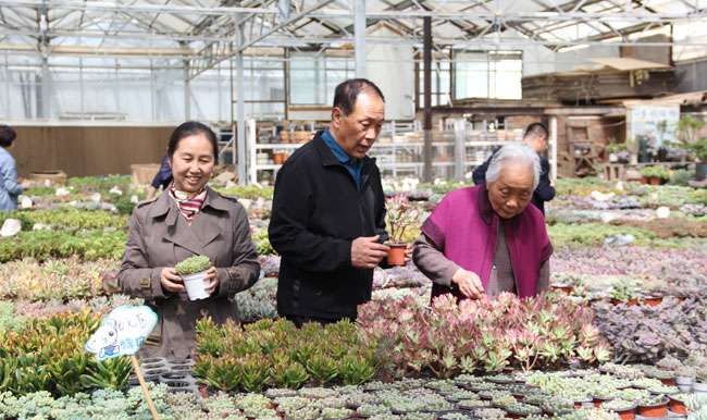 用绿植点缀幸福生活