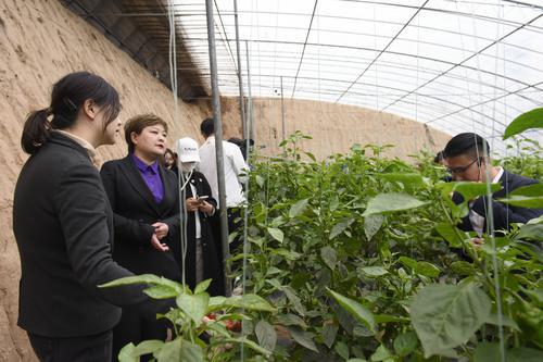 巾幗新農人 讓韓城土地綻放年輕之花  “黃河女兒行—尋訪黨史路上的巾幗初心”韓城篇三