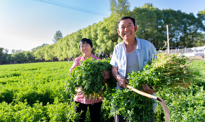 绿进沙退的“榆阳实践”