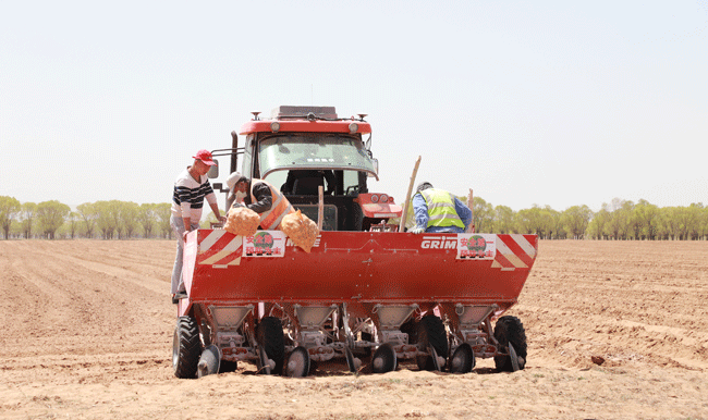 定边农民种上“金豆豆” ，吃下“定心丸”