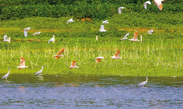 40年全球数量由7只发展到7000余只 朱鹮从秦岭飞向东亚