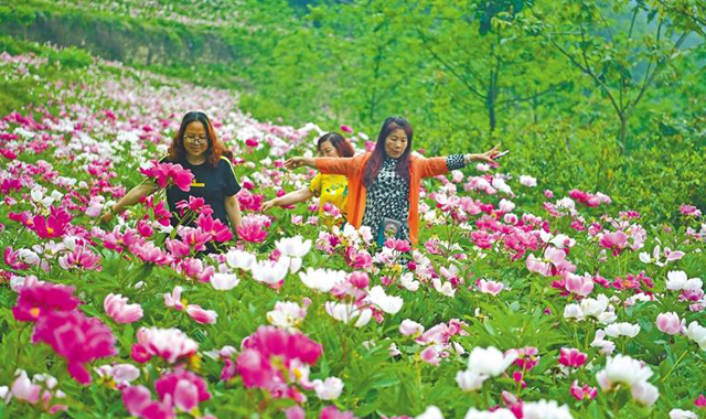 芍药花开客自来